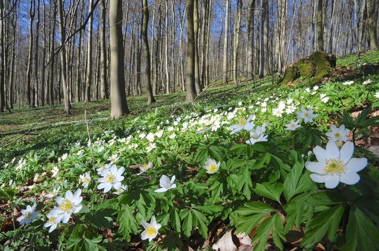 Landhotel Brauner Hirsch Kammerforst Kültér fotó