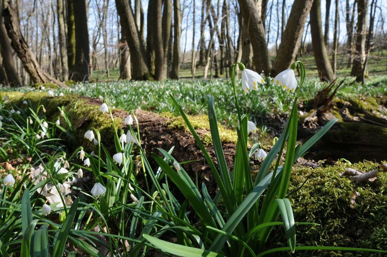Landhotel Brauner Hirsch Kammerforst Kültér fotó